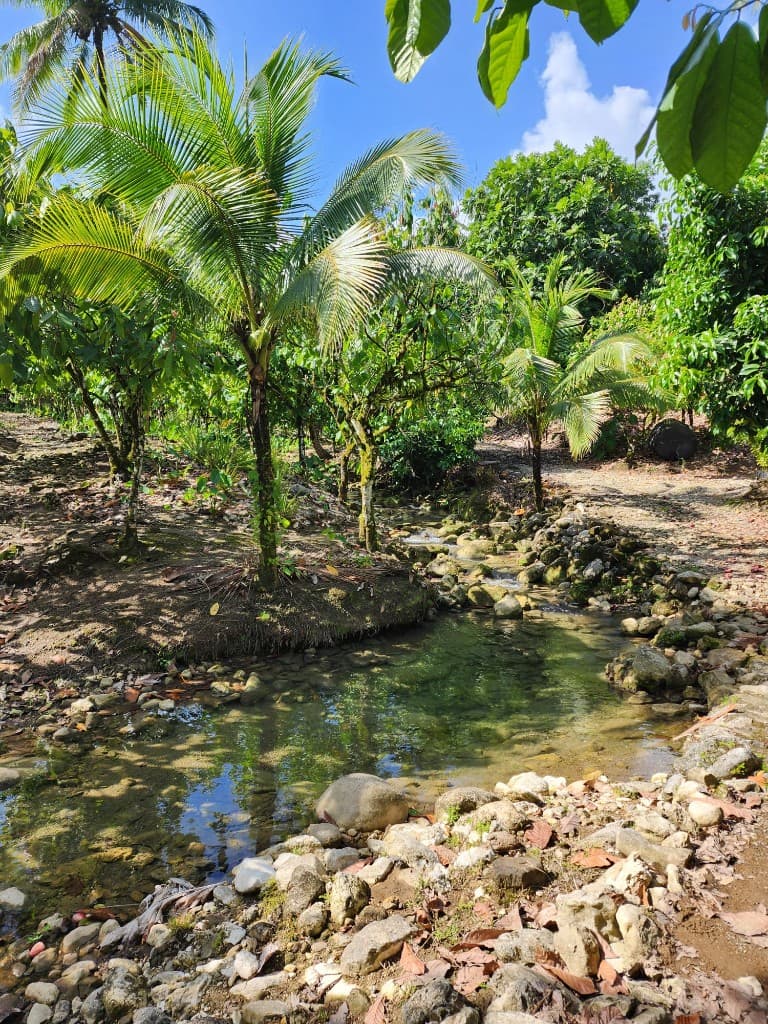 Jamaican land and water — regenerative growth at the source